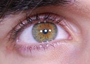 榛色の瞳。一般にグリーンとブラウンの中間の色あいを指す。