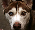 Complete heterochromia in a Siberian Husky: one eye blue, one eye brown.