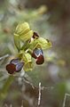 Ophrys fusca (creberrima)