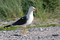 Heringsirály (Larus fuscus)