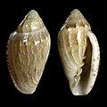 Marginella cosmia East London, South Africa