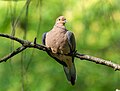 Image 33Mourning dove perched in Prospect Park, Brooklyn