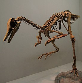 Скелет Patagonykus