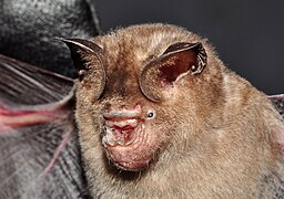 Hipposideros speoris (en), un Hipposideridae.