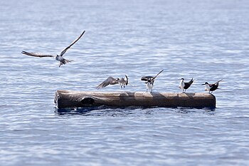 black seabird flying against blue sky