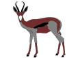 Springbok negro