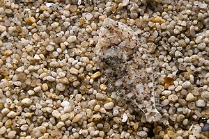 Camouflaged flounder