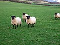 20 avril 2015 « Baa baa! » moutons à l'accent anglais.