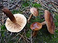 !!Tricholoma ustale!!