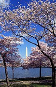 Pameran Sakura di Washington, D.C. menunjukan bunga ceri yang mekar