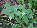 White bryony