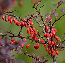 (ms) Berberis thunbergii 1.jpg