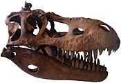 גולגולת של אלברטוזאורוס