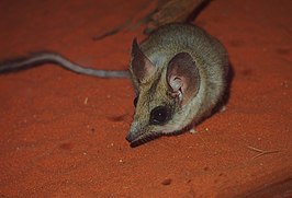 Australische buidelspringmuis