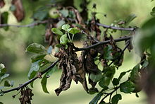 Apple tree with fire blight.jpg