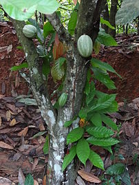 Young trees, Côte d'Ivoire