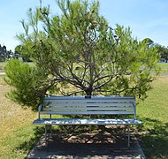 Cootamundra, NSW - Pinus halepensis