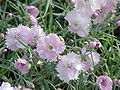 Dianthus gratianopolitanus, pinsenellik