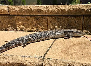 Eastern blue-tongued lizard