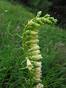 Digitale jaune, Digitalis lutea.