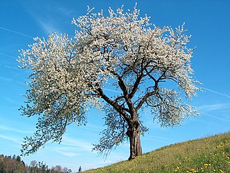 Un ceresiér en fllor (genro des Prunus). (veré dèfenicion 2 272 × 1 712*)