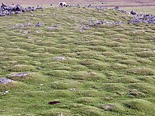 Thufurové pole v západním Dartmooru, Anglie
