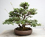 Shumu penjing van een liguster (Ligustrum sinense)