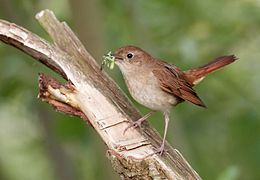 Un ruiseñor común (Luscinia megarhynchos), llevando gusanos en su pico