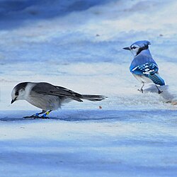 Two birds in snow.