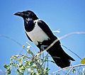 Schildraaf (Corvus albus)