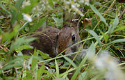 Brown rabbit