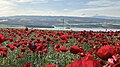 Un champ de coquelicots face au barrage de Kartalkaya.