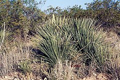 Yucca constricta