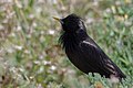 Sturnus unicolor