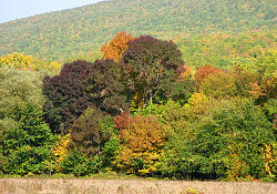 Forest near the town of Abinsk, Abinsky District