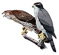 Northern Goshawk