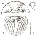 Schematic Trilobite Bojoscutellum paliferum (Beyrich, 1845). A) cephalon B) hypostome C) pygidium D) width of pygidium