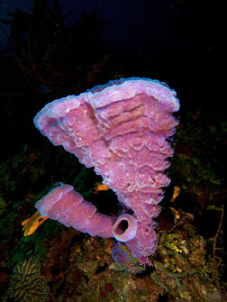 Forme rose de l'éponge-vase ramifiée (Callyspongia vaginalis) au large d'Haïti. (définition réelle 2 434 × 3 240)