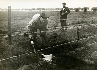 Veel kleine dieren werden slachtoffer van de Draad; regelmatig moesten kadavers opgeruimd worden.