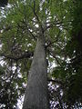 Fraxinus chinensis