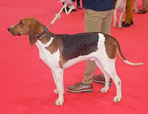 Französischer Laufhund