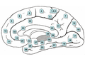 Thumbnail for List of regions in the human brain