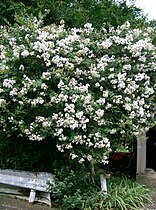 Arbre couvert de fleurs blanches au Japon