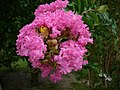 Lagerstroemia