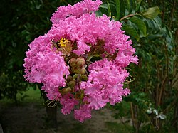 Hiina lagerströömia Lagerstroemia indica