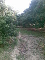 Lichi Orchards of Rampurwa Mehsi