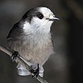 Grey jay