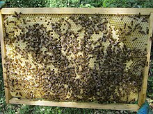 L'allevamento della cooperazione della cooperazione, visto qui in Honeybees, è una condizione di eusocialità.