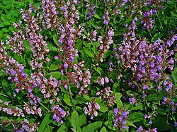 Vaistinis šalavijas (Salvia officinalis)