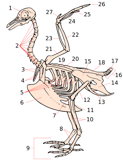 Скелет птицы на примере голубя